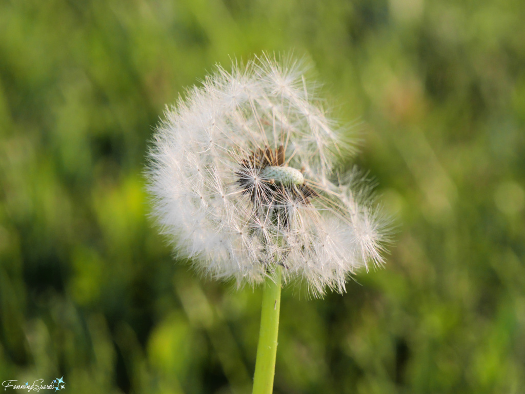 Dandelion Seed Head Partially Dispersed   @FanningSparks