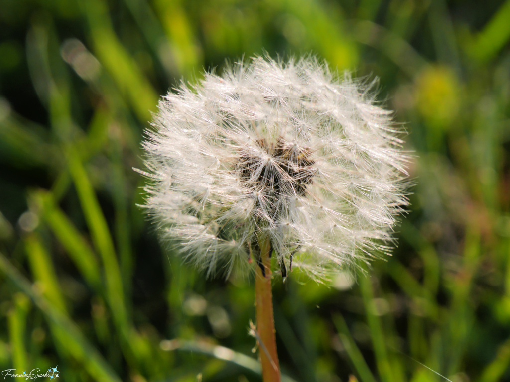 Dandelion Seed Head Ready to Disperse   @FanningSparks