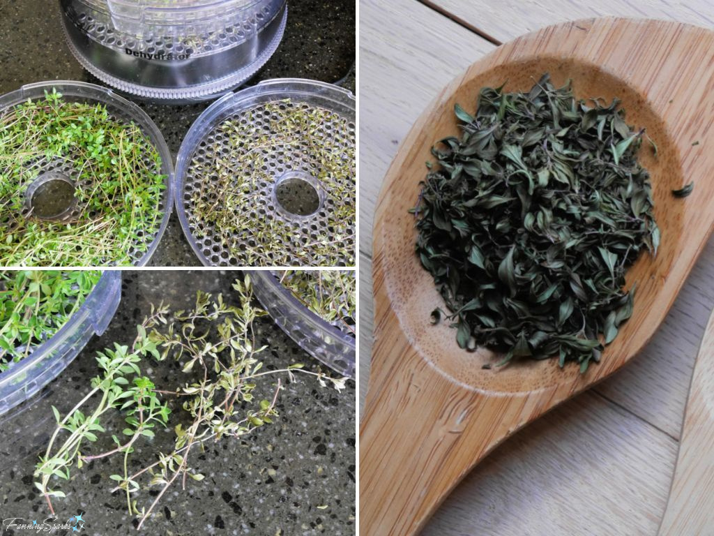 Drying Thyme in a Dehydrator   @FanningSparks