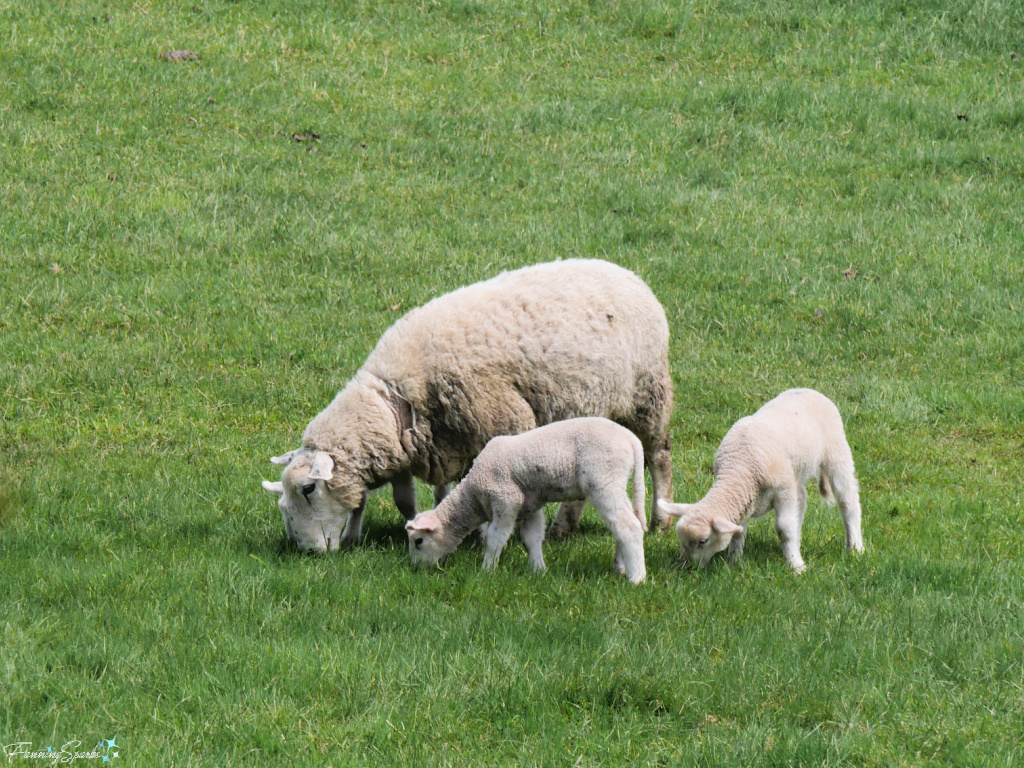 Ewe with Lamb in Nova Scotia Pasture   @FanningSparks