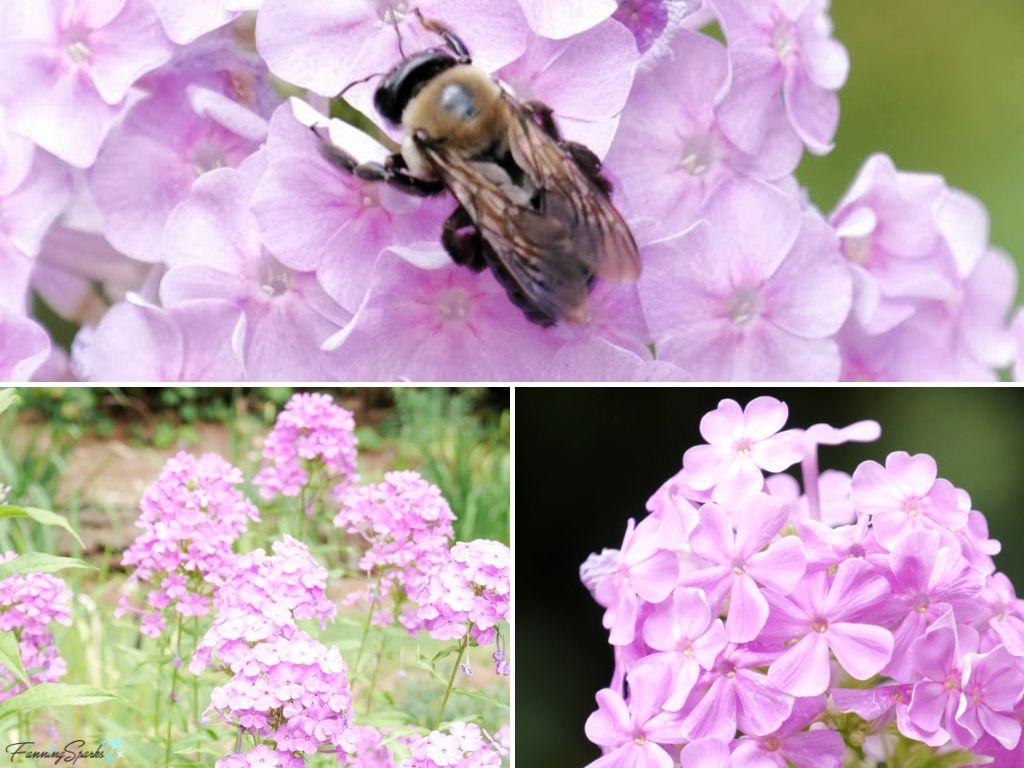 Garden Phlox (Phlox paniculata) Blooming   @FanningSparks