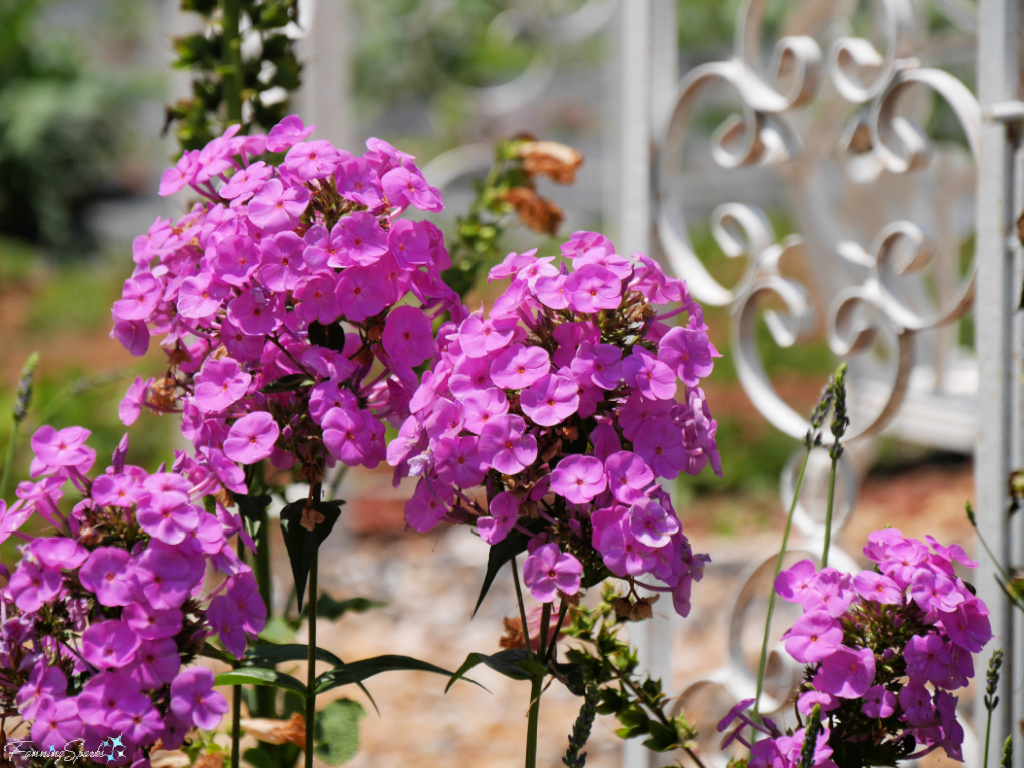 Garden Phlox (Phlox paniculata) in Full Bloom   @FanningSparks