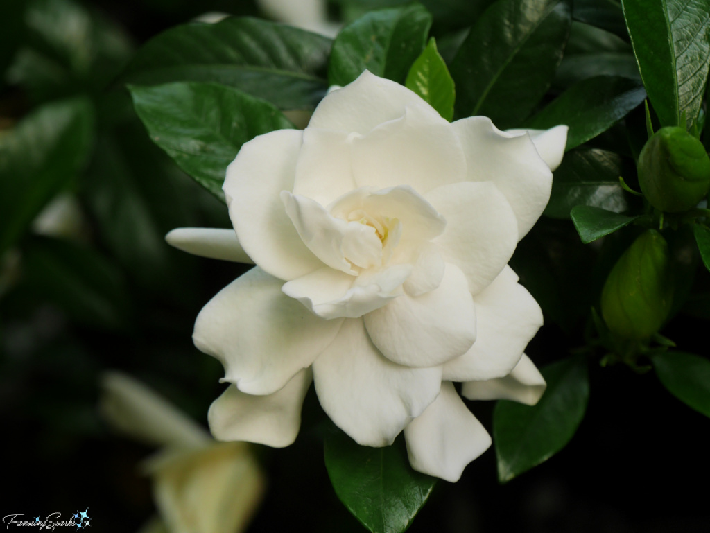Gardenia in Full Bloom   @FanningSparks
