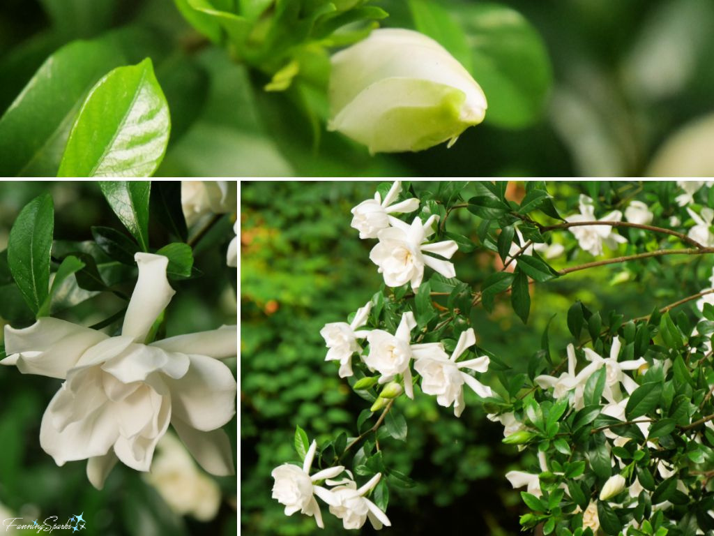 Gardenias in Bloom Details   @FanningSparks