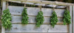 Hanging Mint Bundles to Dry @FanningSparks