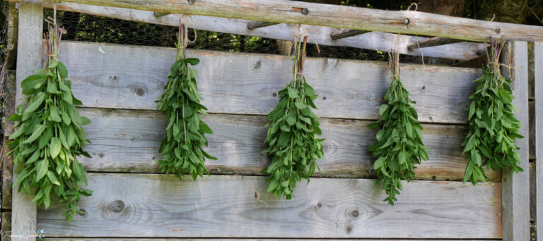 Hanging Mint Bundles to Dry @FanningSparks