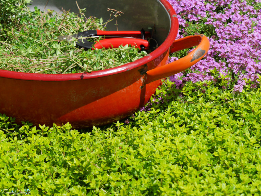 Harvesting Thyme at Marian's Garden   @FanningSparks