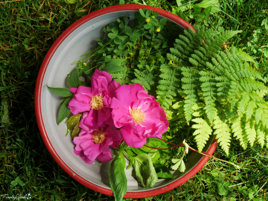 Harvesting Wild Shrub Roses and Ferns   @FanningSparks