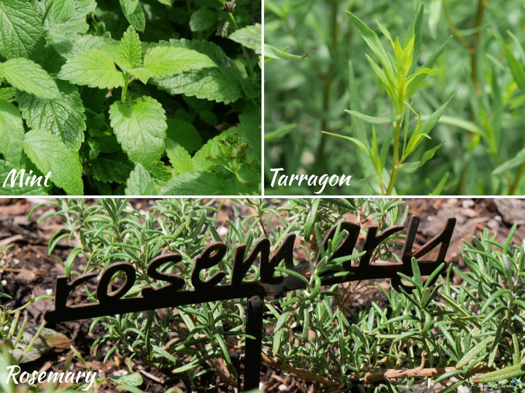 Herbs Growing in Marian's Garden   @FanningSparks