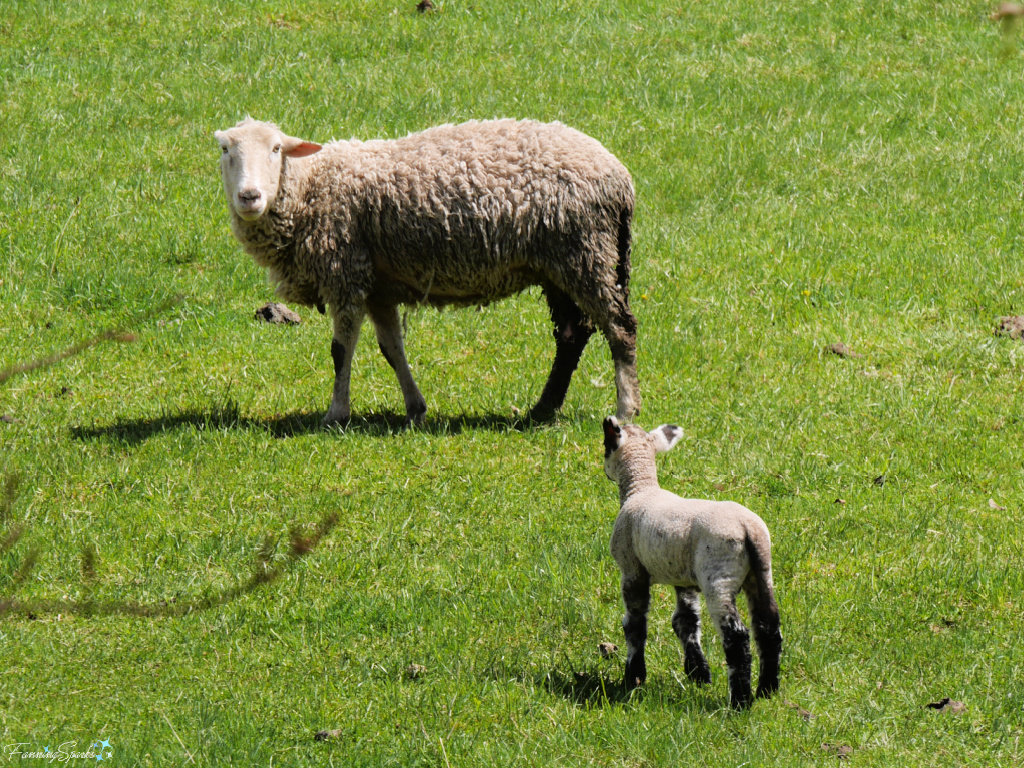 Lamb Walking Towards Ewe Nova Scotia Pasture   @FanningSparks