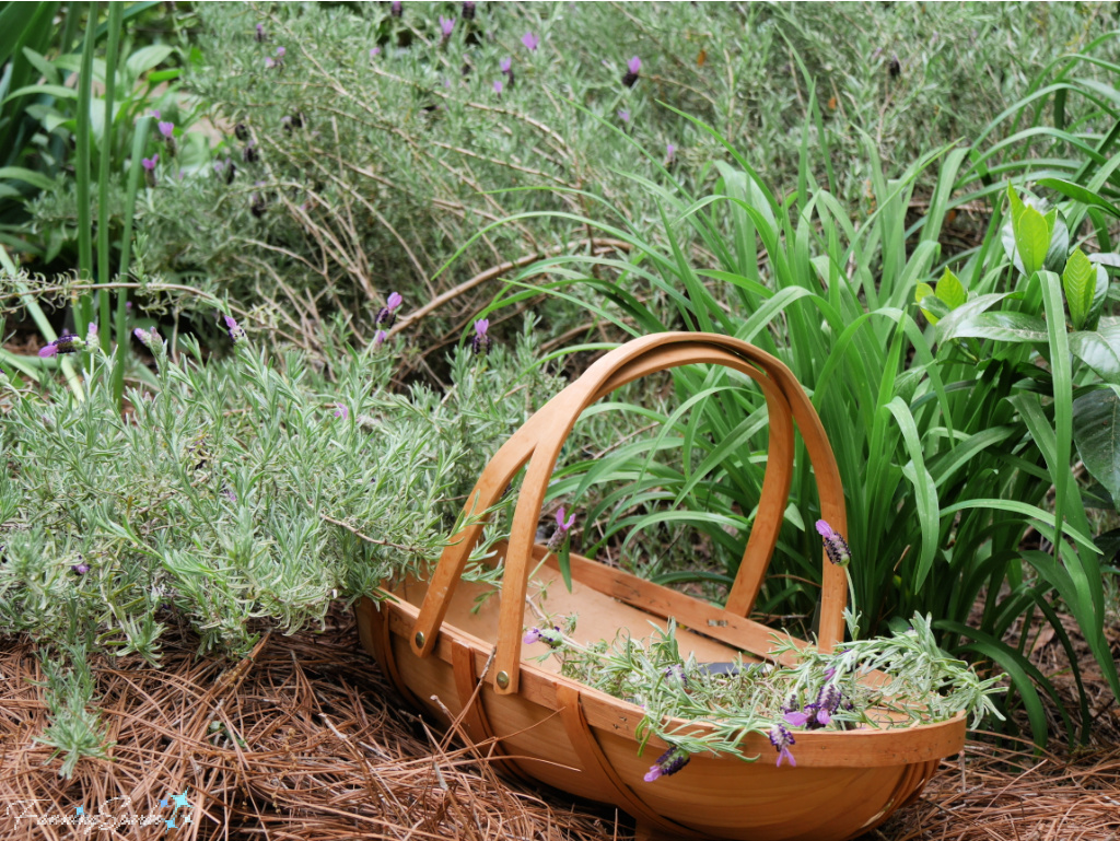 Lavandula stoechas Otto Quast in Garden Trug   @FanningSparks