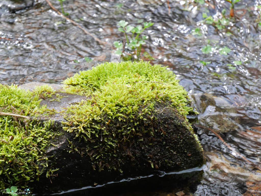 Moss Covered Stone in Stream @FanningSparks