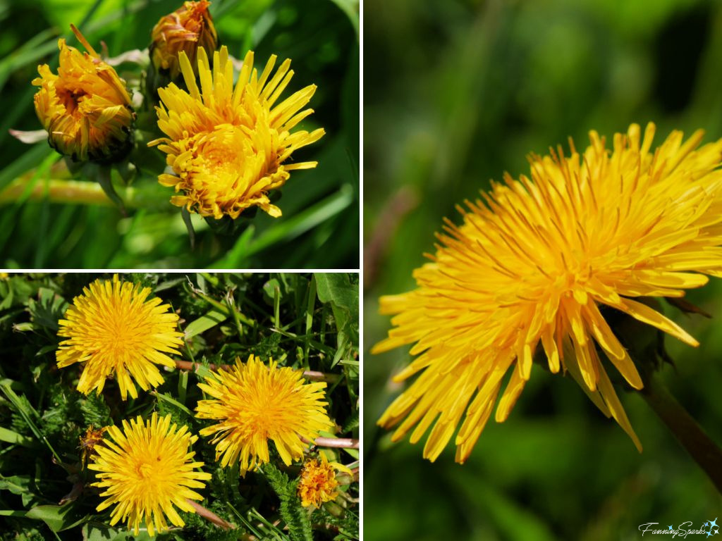 Open and Opening Dandelion Flowers @FanningSparks