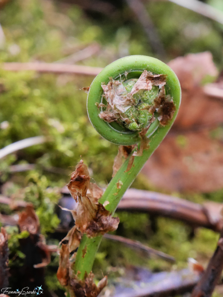 Ostrich Fern Fiddlehead Unfurling @FanningSparks