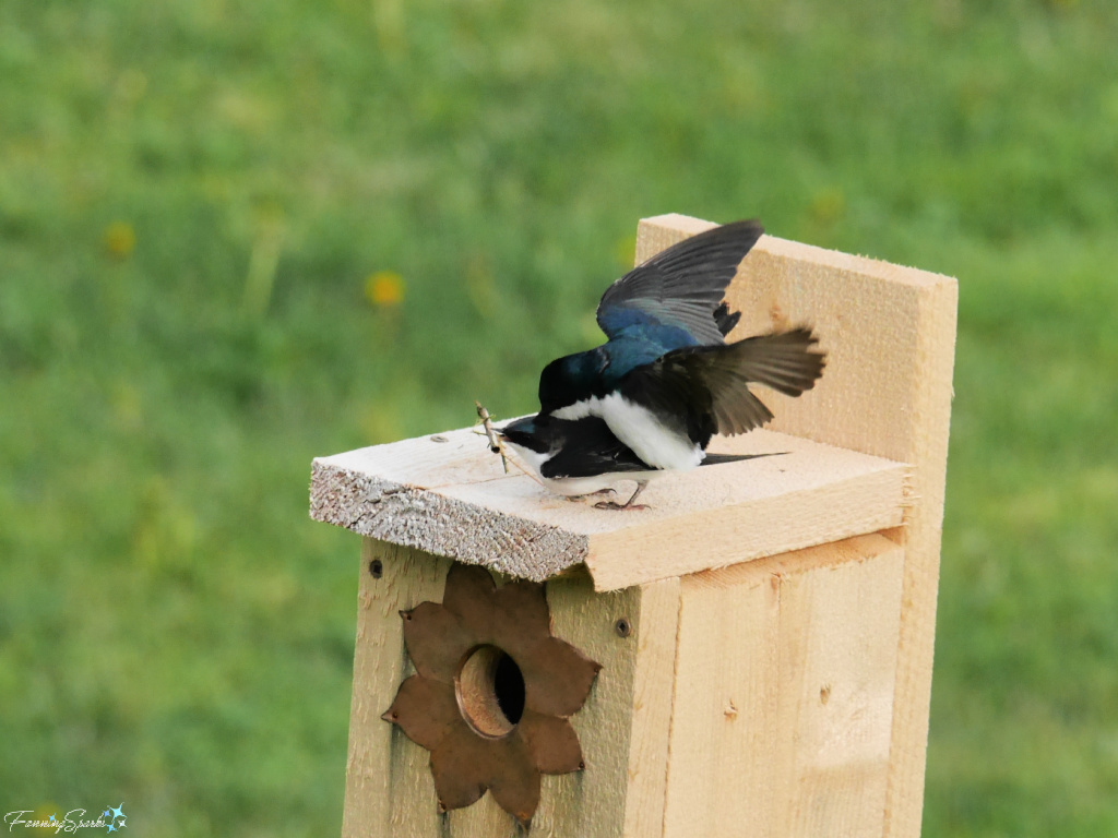 Pair of Tree Swallows (Tachycineta bicolor) Mating   @FanningSparks
