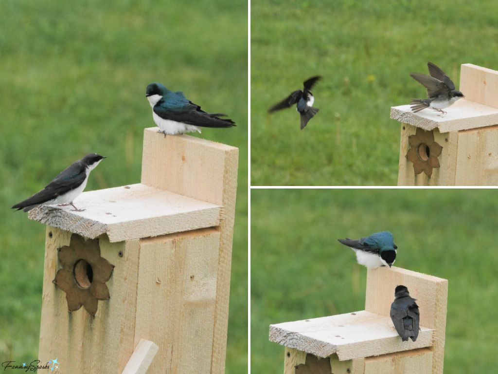Pair of Tree Swallows (Tachycineta bicolor) on Nesting Box   @FanningSparks