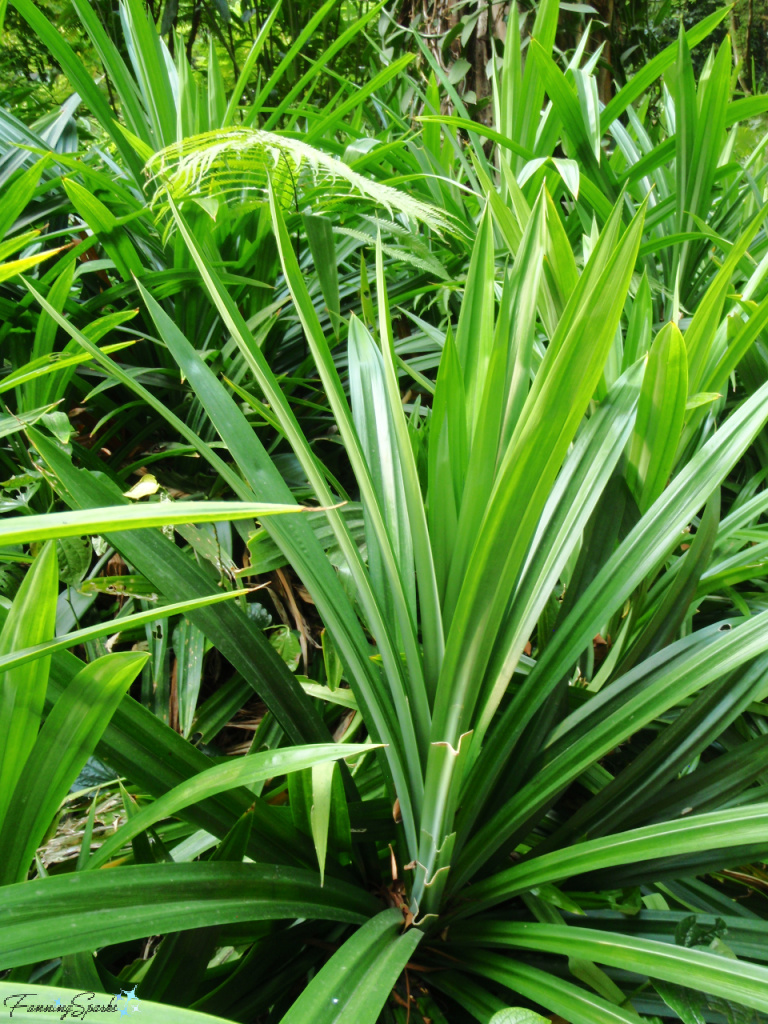 Pandan (Pandanus amaryllifolius) in Fort Canning Park Singapore   @FanningSparks