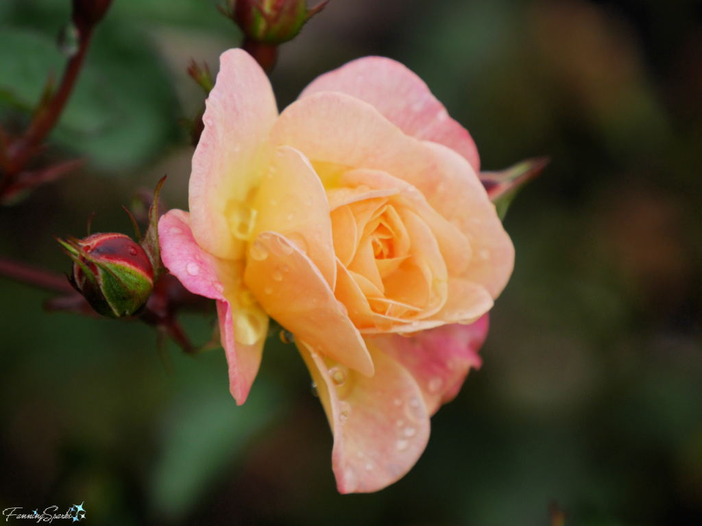 Peach and Blush Rose in Full Bloom   @FanningSparks