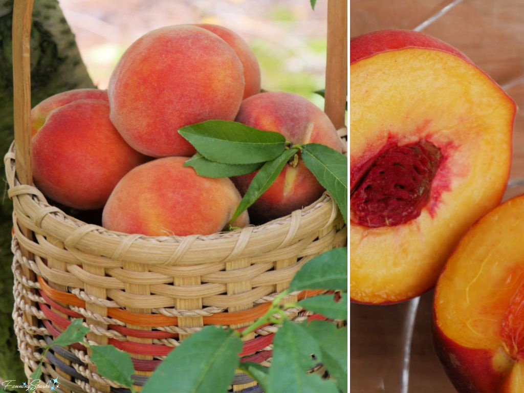 Ripe Peaches in Basket and Ready to Eat   @FanningSparks