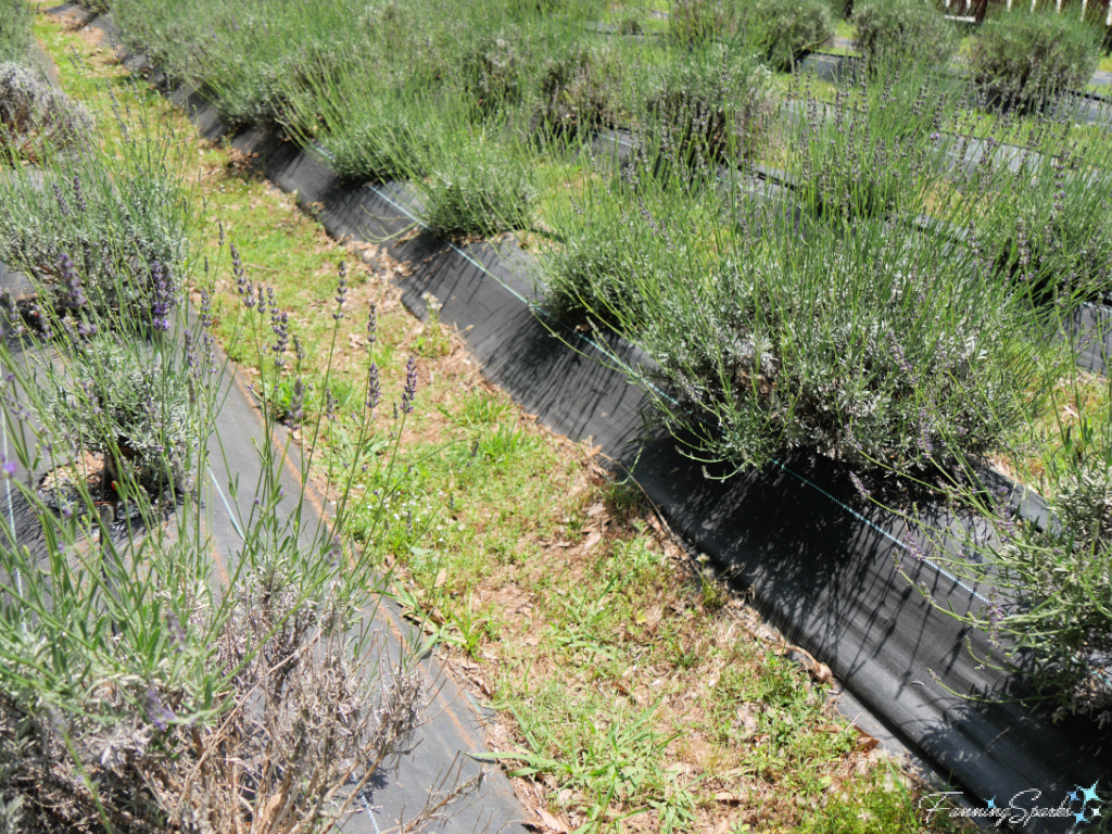 Rows of Lavender at Red Oak Lavender Farm   @FanningSparks