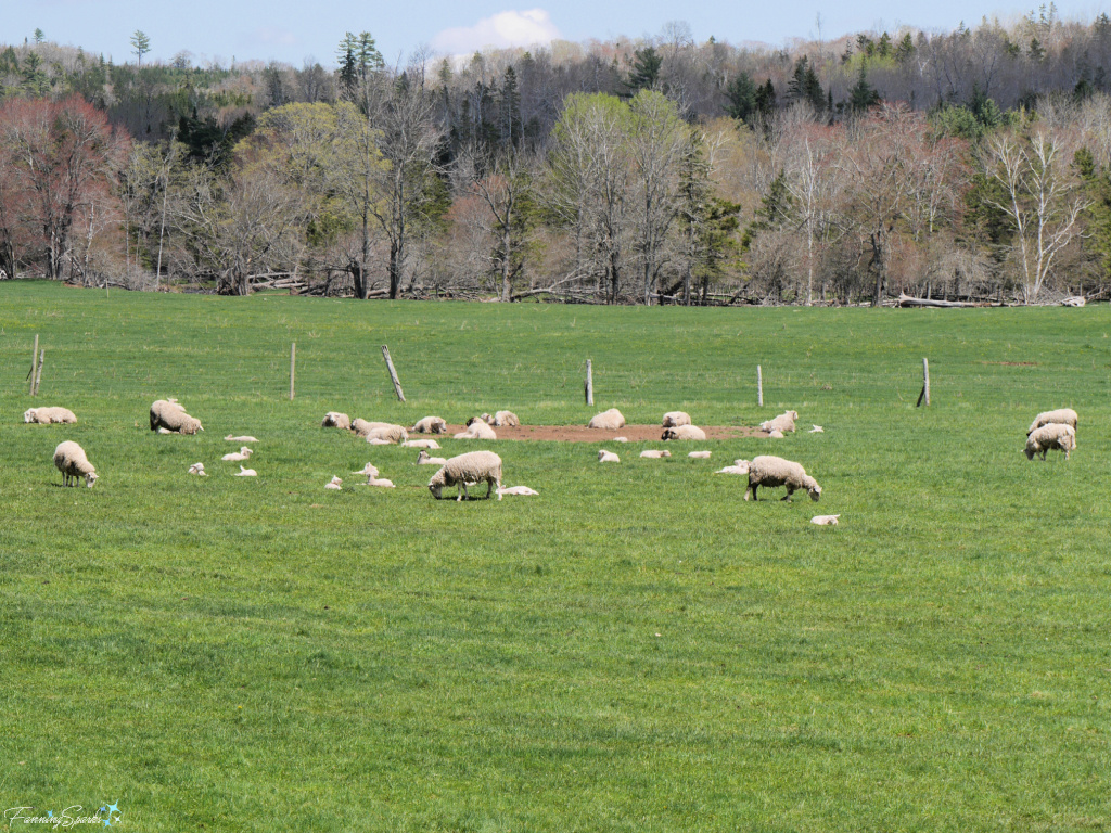 Sheep Grazing in Nova Scotia Pasture   @FanningSparks