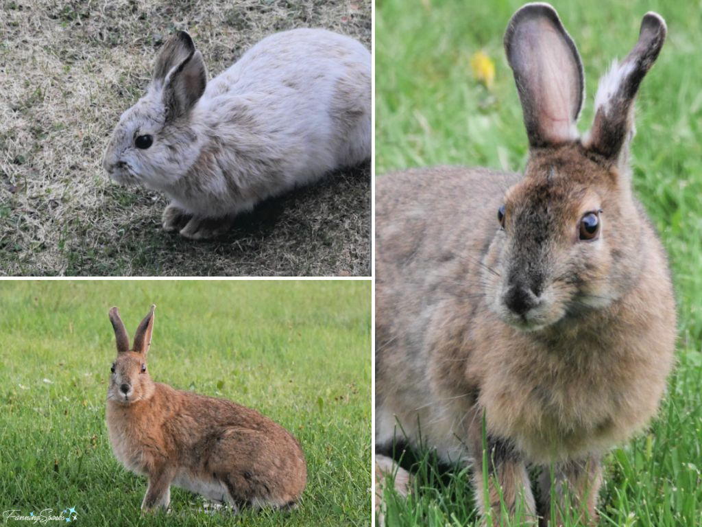 Snowshoe Hare (Lepus americanus) in Yard – Late Winter and Spring   @FanningSparks