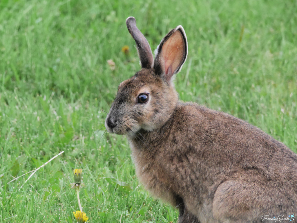 Snowshoe Hare (Lepus americanus) on Lawn Closeup   @FanningSparks