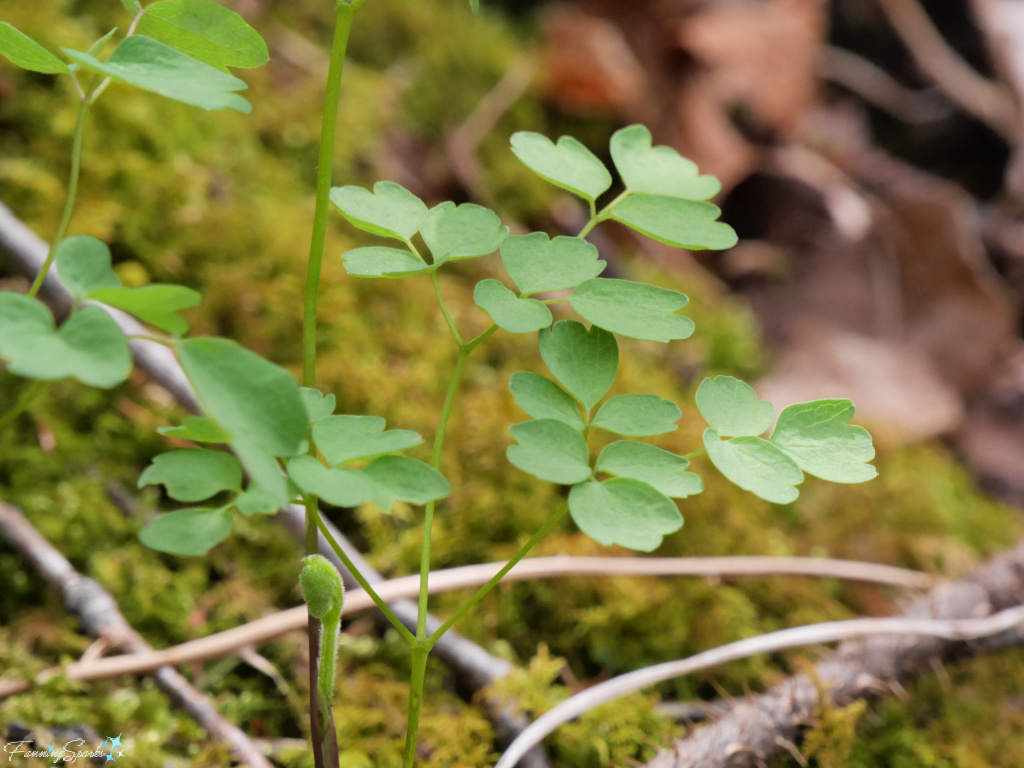 Spring Leaves on Meadow Rue @FanningSparks