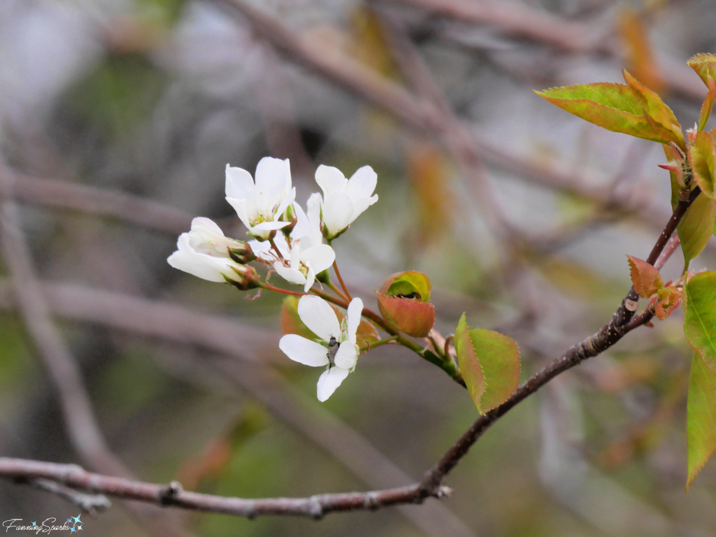 Springtime White Blossoms on Serviceberry   @FanningSparks