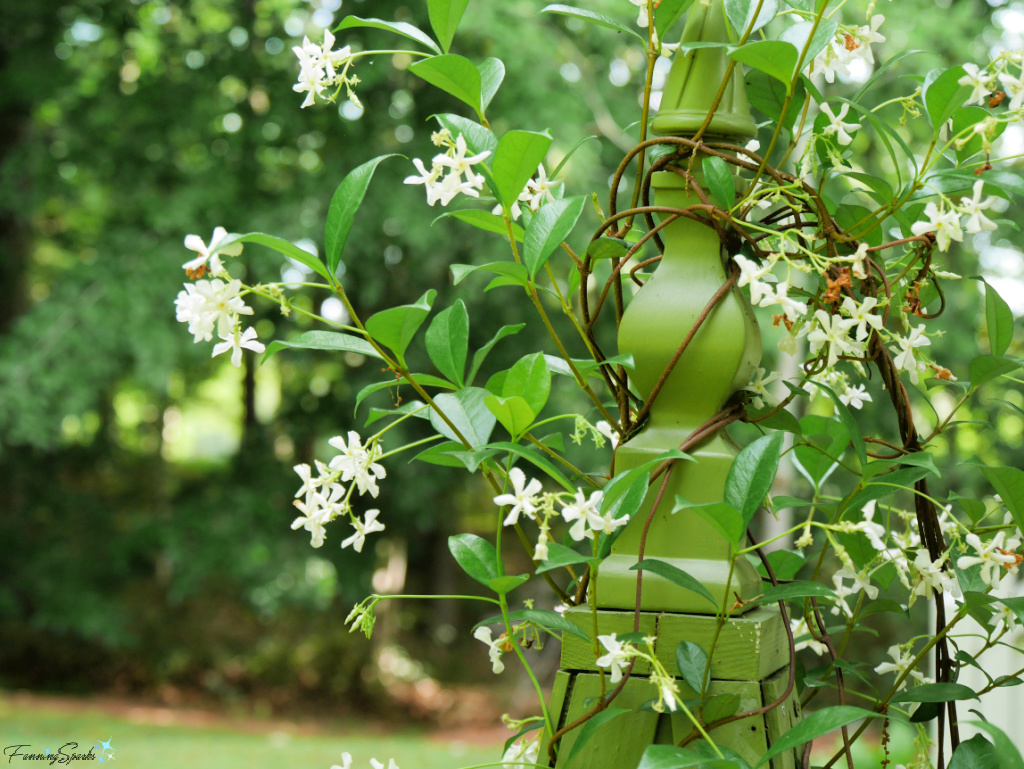 Star Jasmine on Green Pyramid Trellis   @FanningSparks