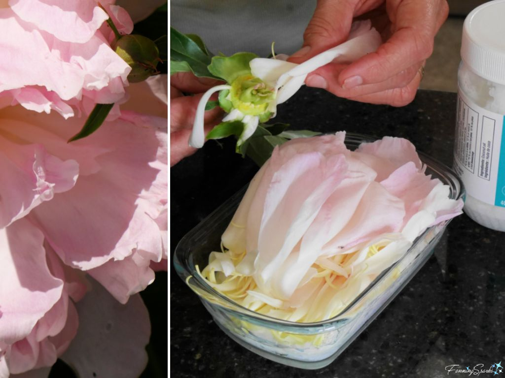 Test to Enfleurage Peony Petals in Coconut Oil   @FanningSparks