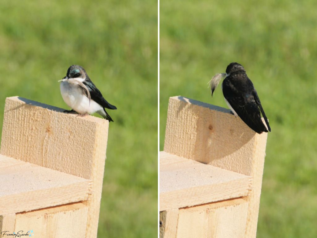 Tree Swallow (Tachycineta bicolor) Holding Feather   @FanningSparks