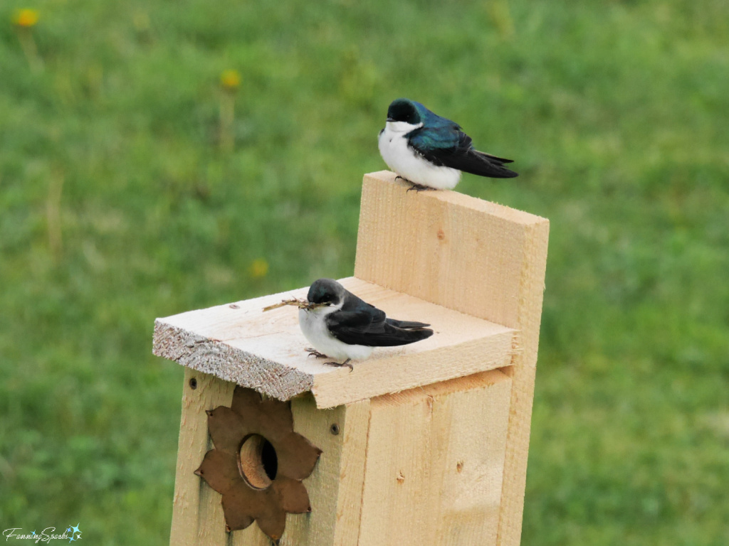 Tree Swallow (Tachycineta bicolor) Holding Stem on Nest Box @FanningSparks