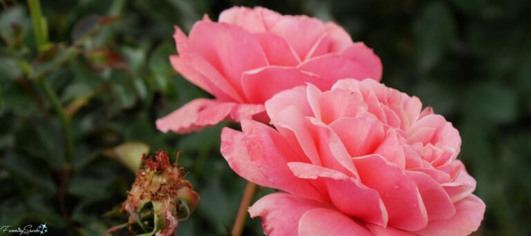 Two Pink Roses in Full Bloom @FanningSparks