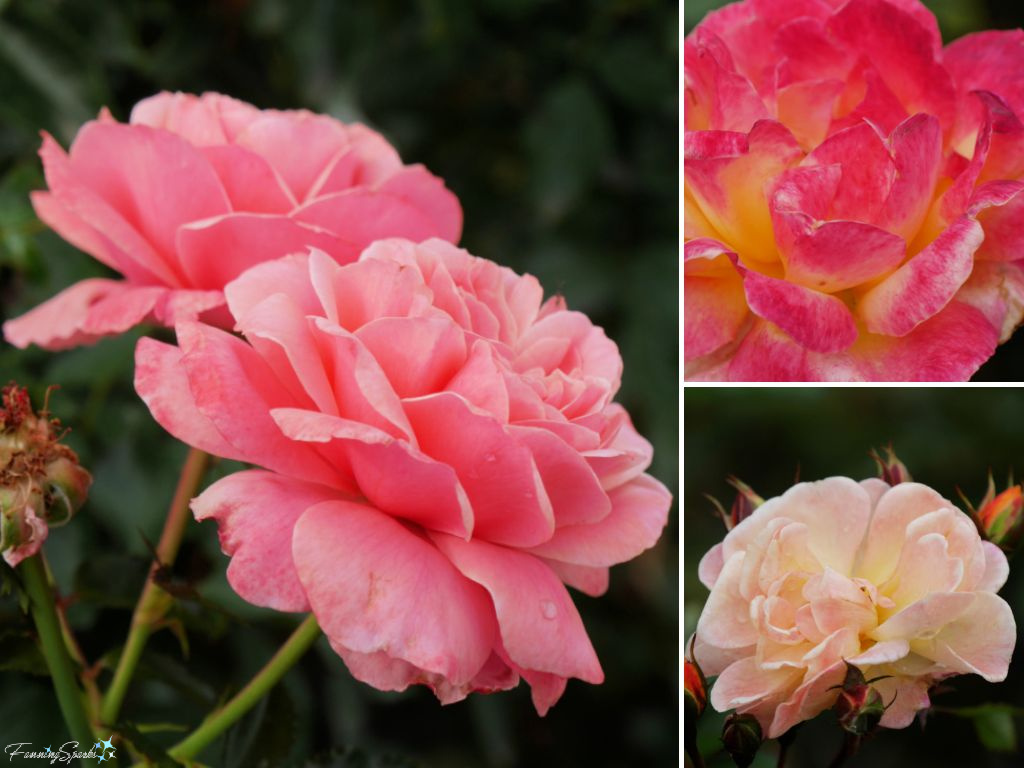 Variety of Roses in Full Bloom   @FanningSparks