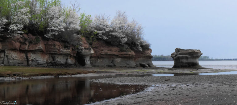 Springing to Life White Blossoms Top the Cliffs Along the Shoreline at Low Tide @FanningSparks