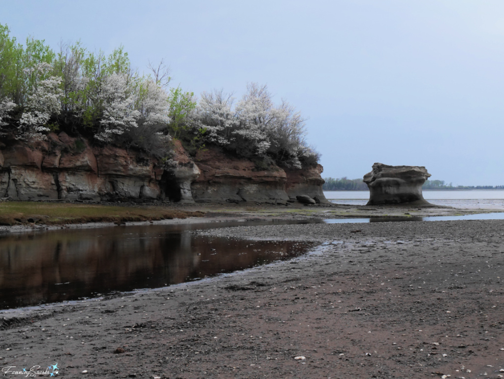 White Blossoms Top the Cliffs Along the Shoreline at Low Tide @FanningSparks