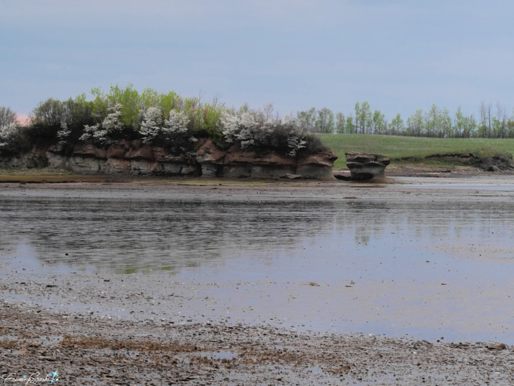 White Blossoms Top the Cliffs Along the Shoreline @FanningSparks