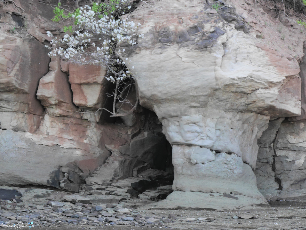 White Blossoms on Cliffside Along the Shoreline   @FanningSparks