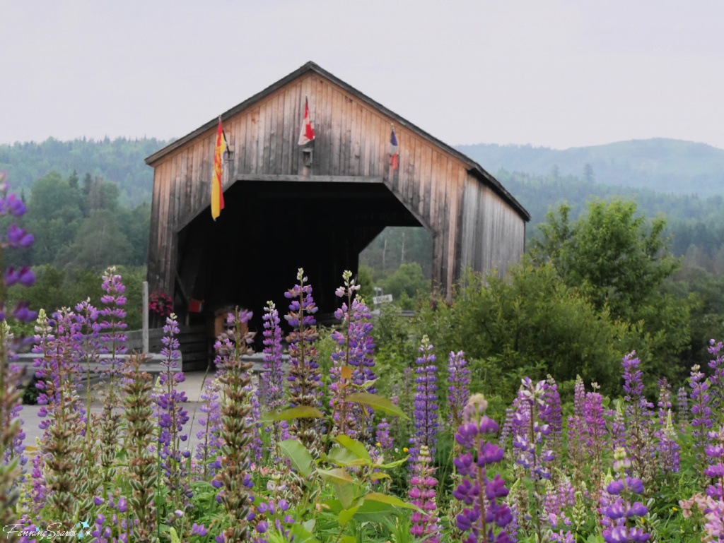 Baker Brook Covered Bridge with Lupins @FanningSparks