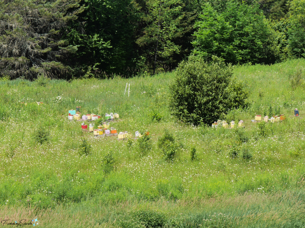Beehives at Miels d’Anciet in Ferme-Neuve Quebec @FanningSparks