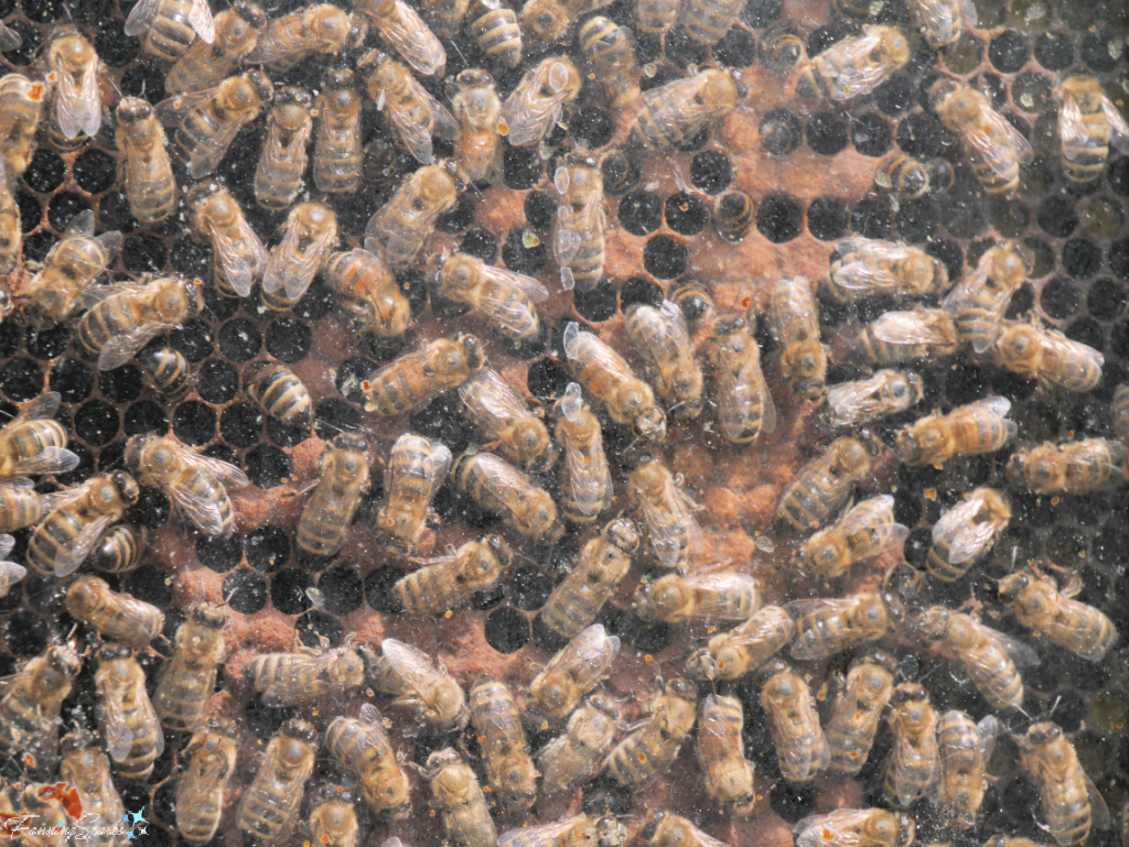Busy Bees at Miels d’Anciet in Ferme-Neuve Quebec @FanningSparks