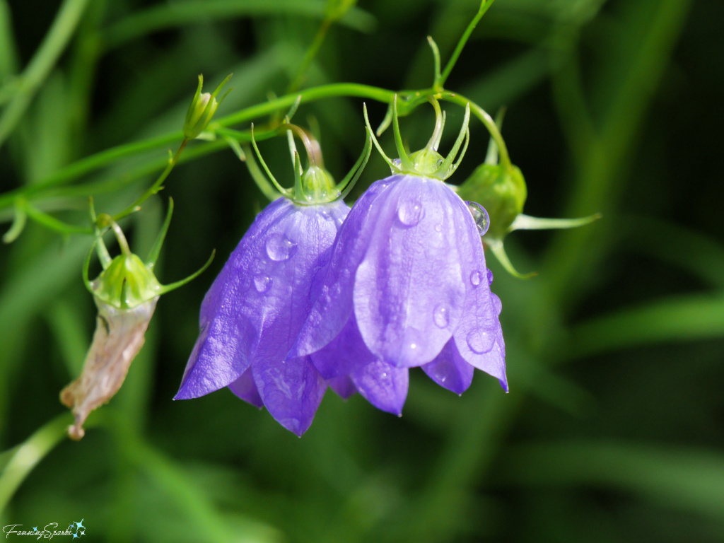 Common Harebell (Campanula Rotundifolia) After Rain in Harriett Irving Botanical Gardens @FanningSparks