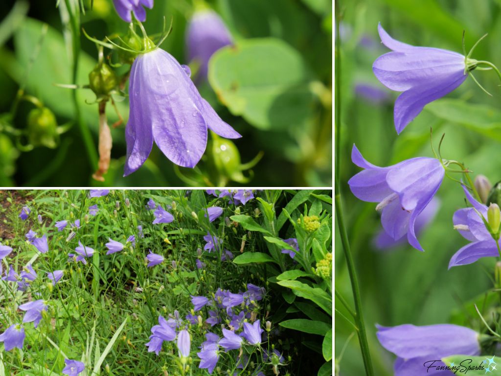 Common Harebells (Campanula Rotundifolia) in Harriett Irving Botanical Gardens @FanningSparks