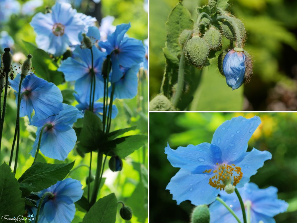 Himalayan Blue Poppies at Reford Garden @FanningSparks