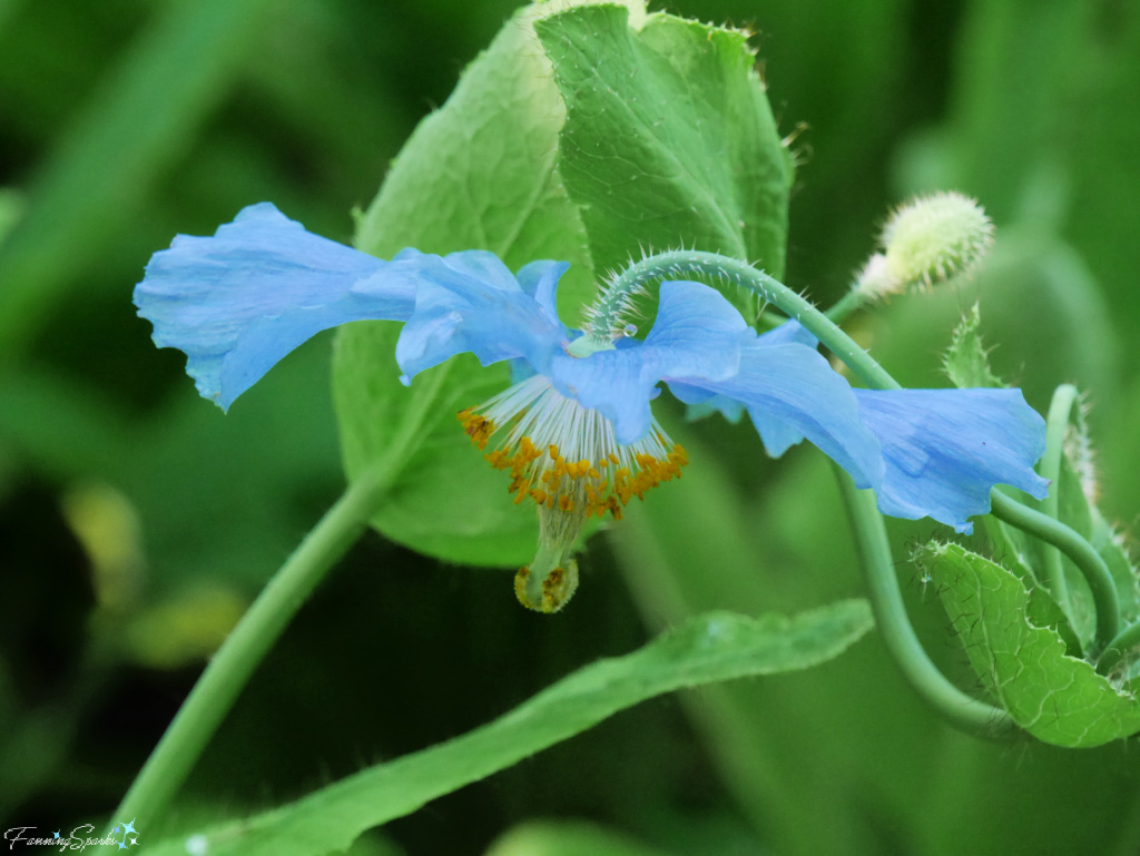 Himalayan Blue Poppy at Reford Garden @FanningSparks