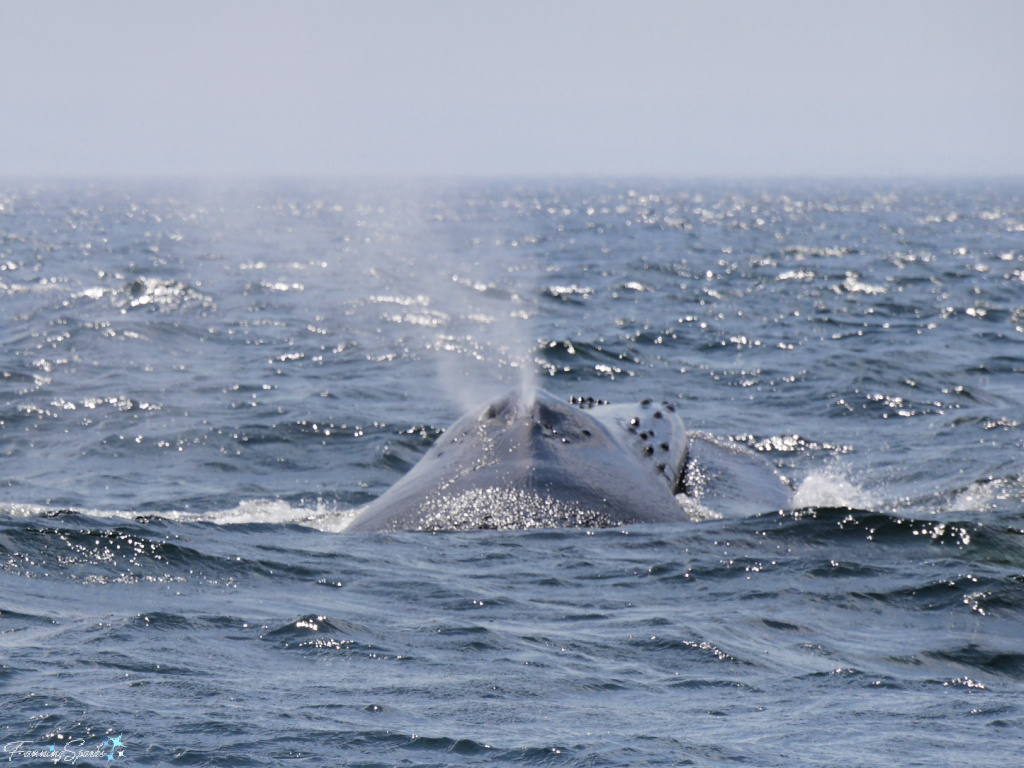 Humpback Whale Spouting in Saguenay–St Lawrence Marine Park @FanningSparks