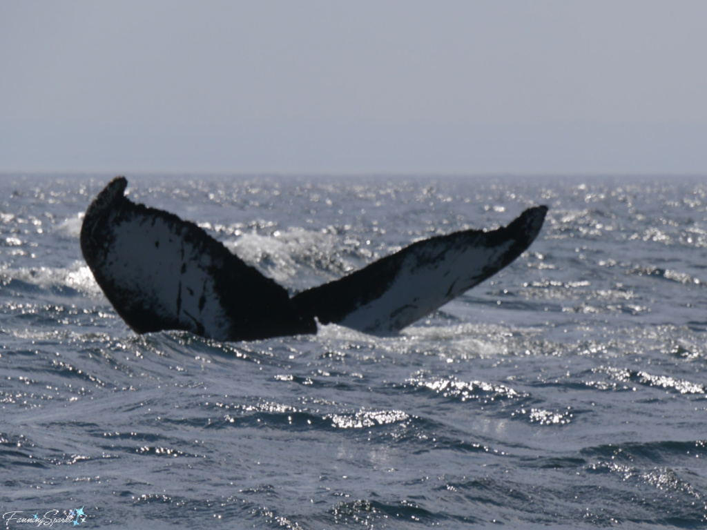 Humpback Whale Tail Roll in Saguenay–St Lawrence Marine Park @FanningSparks