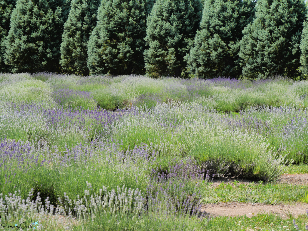 Lavender Fields at La Seigneurie de l'Île d'Orléans @FanningSparks