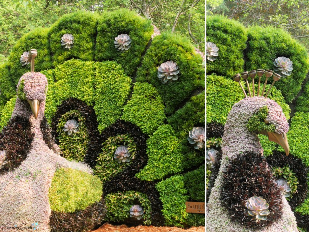 Mosaiculture Peacock in New Brunswick Botanical Garden @FanningSparks